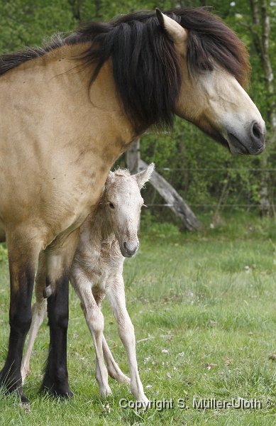 Hjoerdis 36 Min alt.JPG